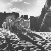 Mountain Goats, AZ